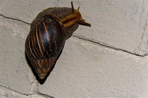 From Pet To Threat The Giant African Snail