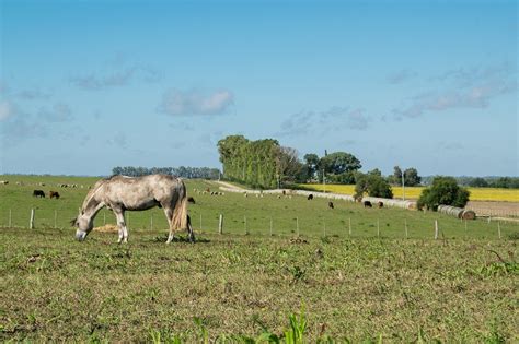 Animal Mamífero Agricultura Foto gratuita no Pixabay Pixabay