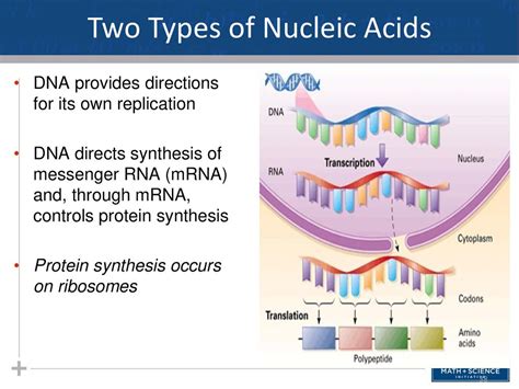 The Structure And Function Of Macromolecules Part Ii Proteins And Nucleic Acids Ch 5 3 And Ch 5