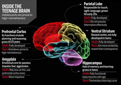 Inside The Teenage Brain Pbs