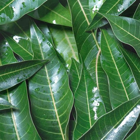 Mango Leaves Background Beautiful Fresh Green Group With Clear Leaf