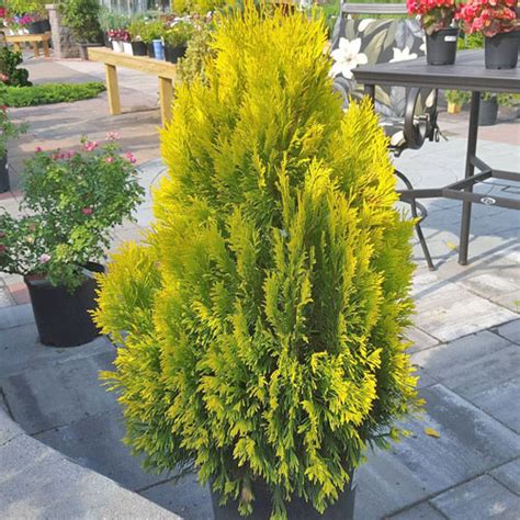 Golden Spire Arborvitae - Garden Center Point