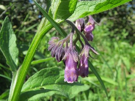 Comfrey Plant For Herbal Naturopathy Properties Benefits Uses Side