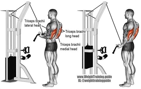 tricep pushdown cable machine - Scottie Massie