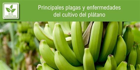 Principales plagas y enfermedades del cultivo del plátano