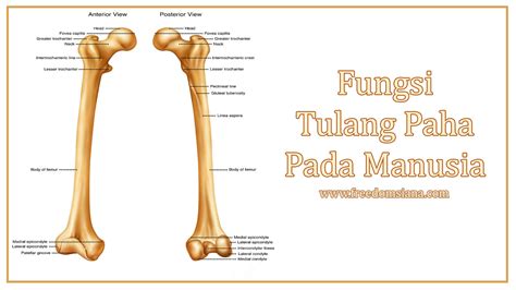 Fungsi Tulang Paha Dan Tulang Kering Pada Manusia Freedomsiana