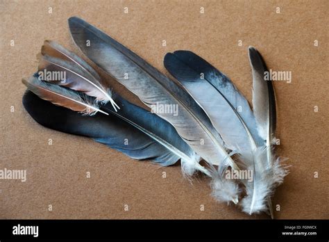 Cooper Hawk Feather Identification