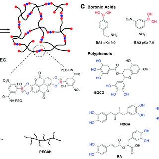 PDF Injectable Dynamic Covalent Hydrogels Of Boronic Acid Polymers