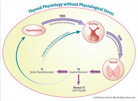 Peripheral Thyroid Hormone Conversion And Its Impact On Tsh And Metabolic Activity Restorative