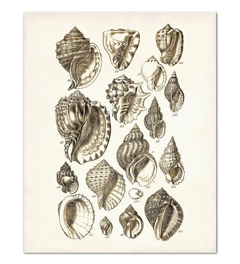 Seashell Print Set Of 4 Shell Prints Seashell Wall Art Etsy