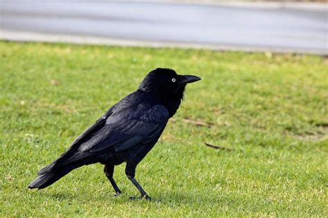 Male Blackbird Images Free Download On Freepik
