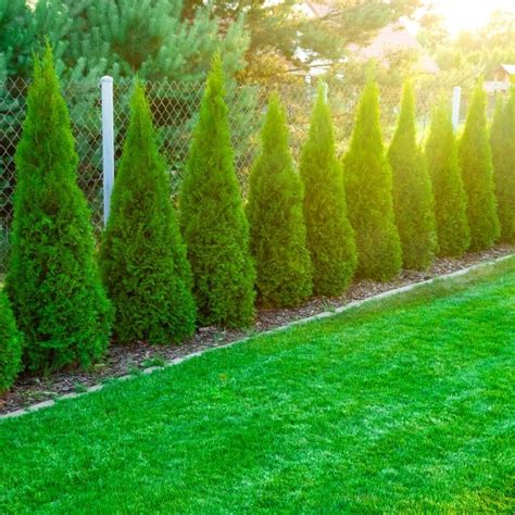 Emerald Petite Arborvitae Thuja Occidentalis Thusid4 Almanac