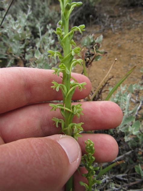 Piperia Michaelii Calflora