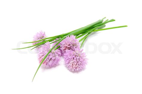 Chives And Chive Flowers Isolated On White Background Stock Image