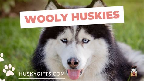 Wooly Husky Facts About The Long Haired Husky Full Guide