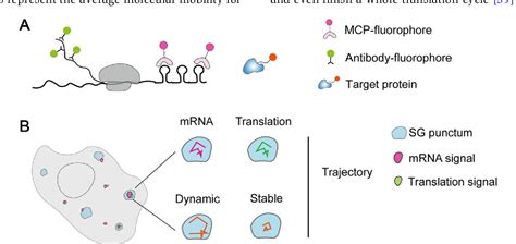 Figure 1 From Deciphering Molecular Mechanisms Of Phase Separation In