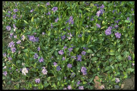 Vinca Minor Andazurea Flore Plenoand D Double Flowered Azure Periwinkle