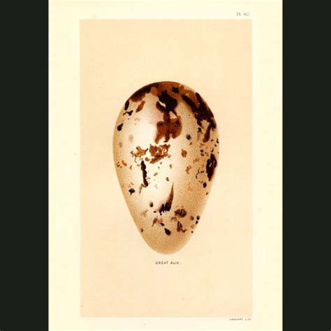 Puffin, Little Auk and Black Guillemot Eggs. Fine art print.