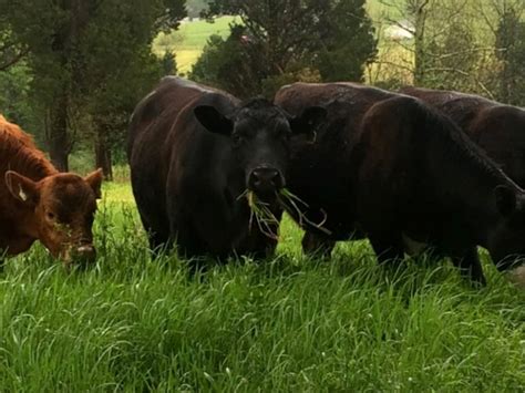 Dances With Grass – Managing Your Grazing to Match Your Forage | On Pasture