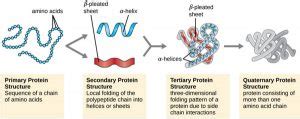 What is a Polypeptide Chain - Definition, Types (Bond) and Examples