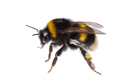 bumblebees natures vital pollinators learn  characteristics