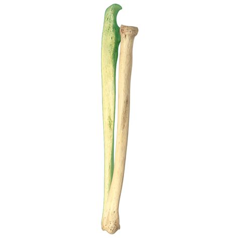 Unlabeled Radius And Ulna