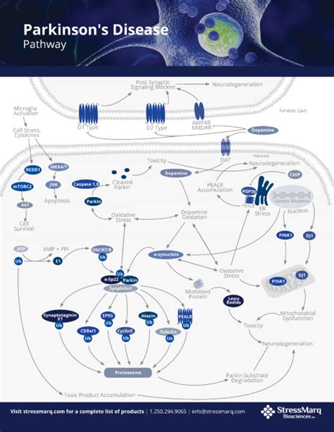 Parkinsons Disease Pathway