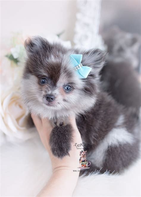 Merle Pomeranian Puppies Florida Teacup Puppies Boutique