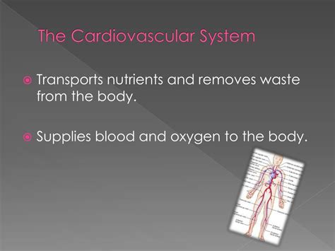 Ppt Cardiovascular Disease Powerpoint Presentation Free Download Id 2812209