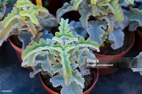 Kalanchoe Beharensis Drake Plants In The Garden Stock Photo Download