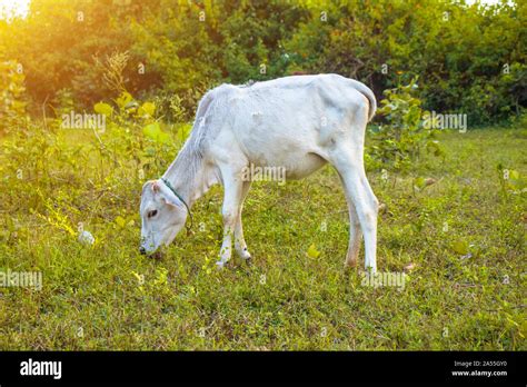 Indian White Cow With Calf