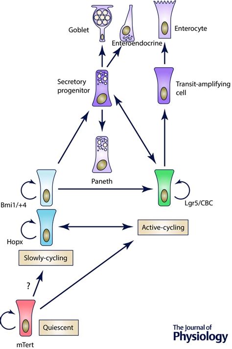 Defining A Stem Cell Hierarchy In The Intestine Markers Caveats And