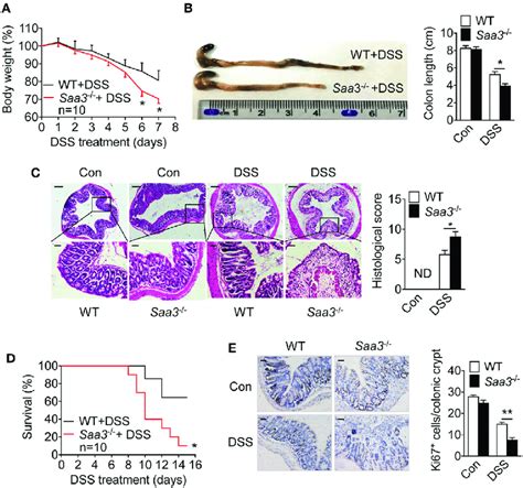 Dextran Sulfate Sodium Dss Induced Pathological Changes In Wild