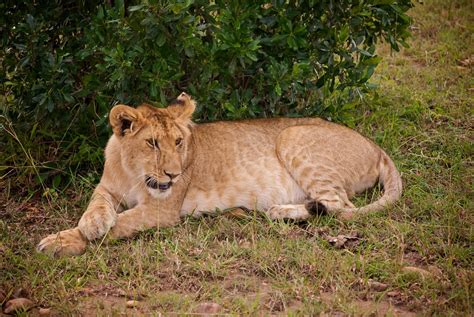 Spotted Lion Cub As You Can See Lion Cubs Are Spotted Muc… Flickr