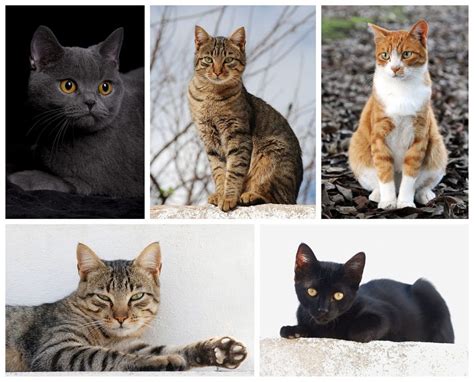 Différentes Races De Chats Les plus belles photos par Bonjour Nature