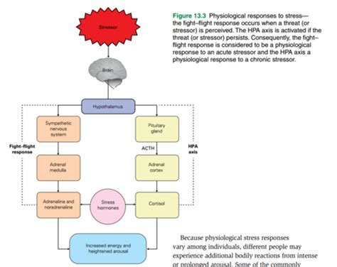 CH 13 Stress And Health Flashcards Quizlet