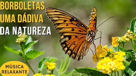 Borboletas Uma D Diva Da Natureza M Sica Relaxante Em