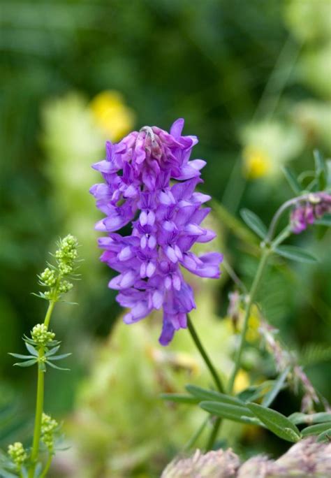 Free Images Blossom Bloom Herb Produce Botany Flora Wildflower