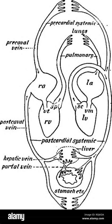 Anatomie Pratique Du Lapin Un Manuel De Laboratoire L Mentaire