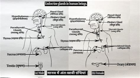 How To Draw Endocrine Glands Step By Step For Beginners Youtube