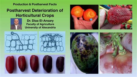 Postharvest Deterioration of Horticultural Crops - Dr. Diaa El-Ansary - YouTube