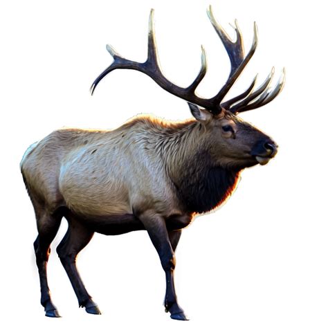 Elk Png Images 200