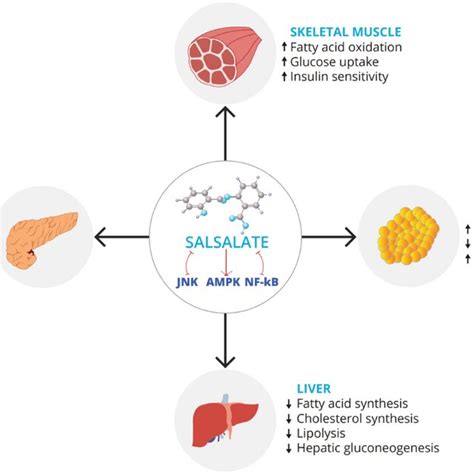 Pleiotropic mechanism of action of salsalate on various organs ...