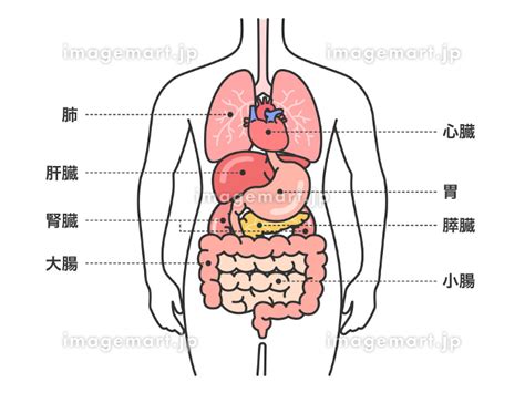 人体の解剖図のイラスト 165088203 イメージマート