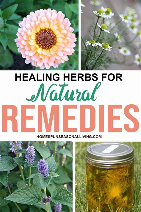 10 Healing Herbs | Healing herbs, Herbal medicine cabinet, Herbalism