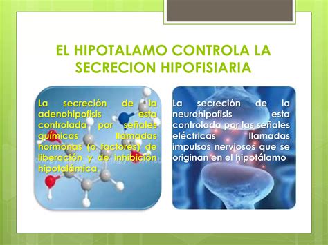 Hormonas Hipofisiarias Ppt