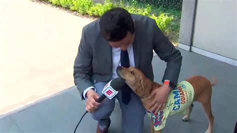 Perrito Con Playera Del Club América Se Roba El Show Durante