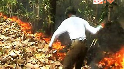 Hutan Jati Di Situbondo Terbakar News Liputan6