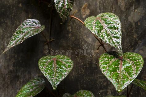 Piper Ornatum Leaf Celebridades Del Cultivo De Pimienta Licencia