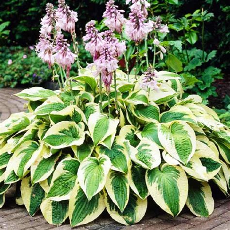 Hosta Funkia Wide Brim 1 Szt SPRING FLOWER BULBS Hosta Small